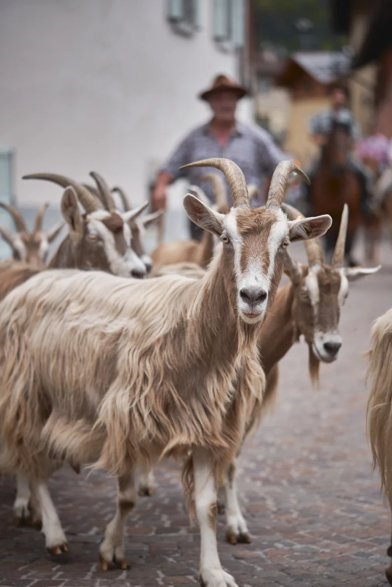 Festa Agricoltura Caderzone Terme 7S36876
