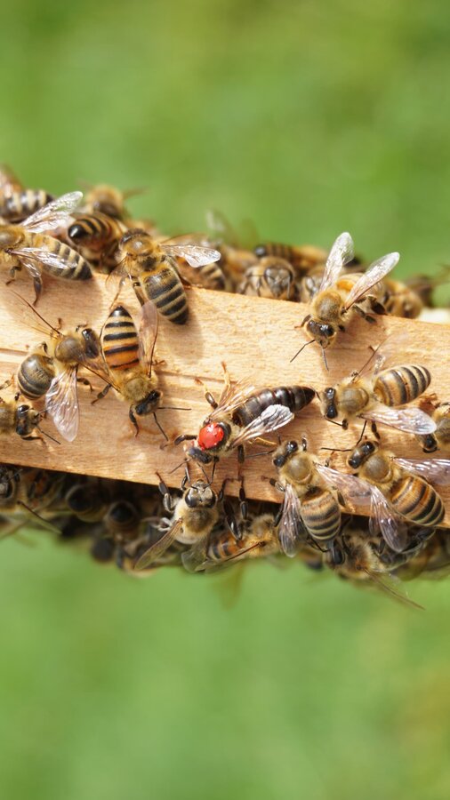 The silent voice of bees