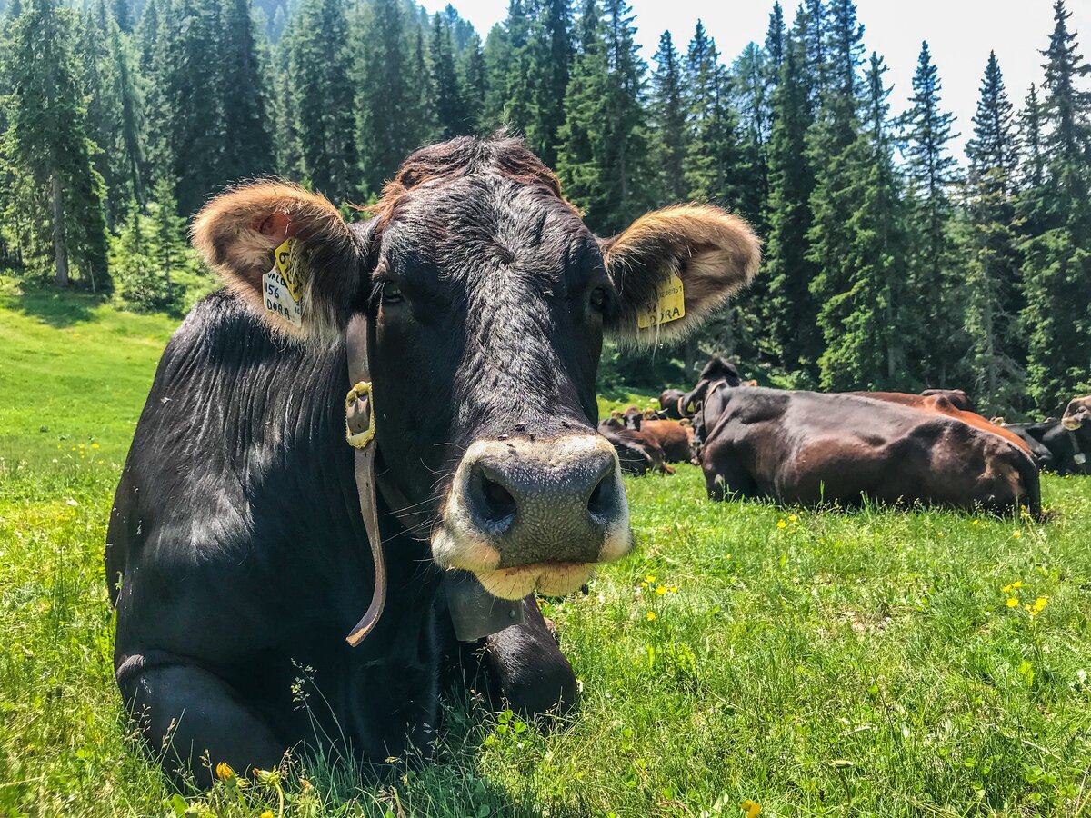 The "malghe" Alpine Farmsteads