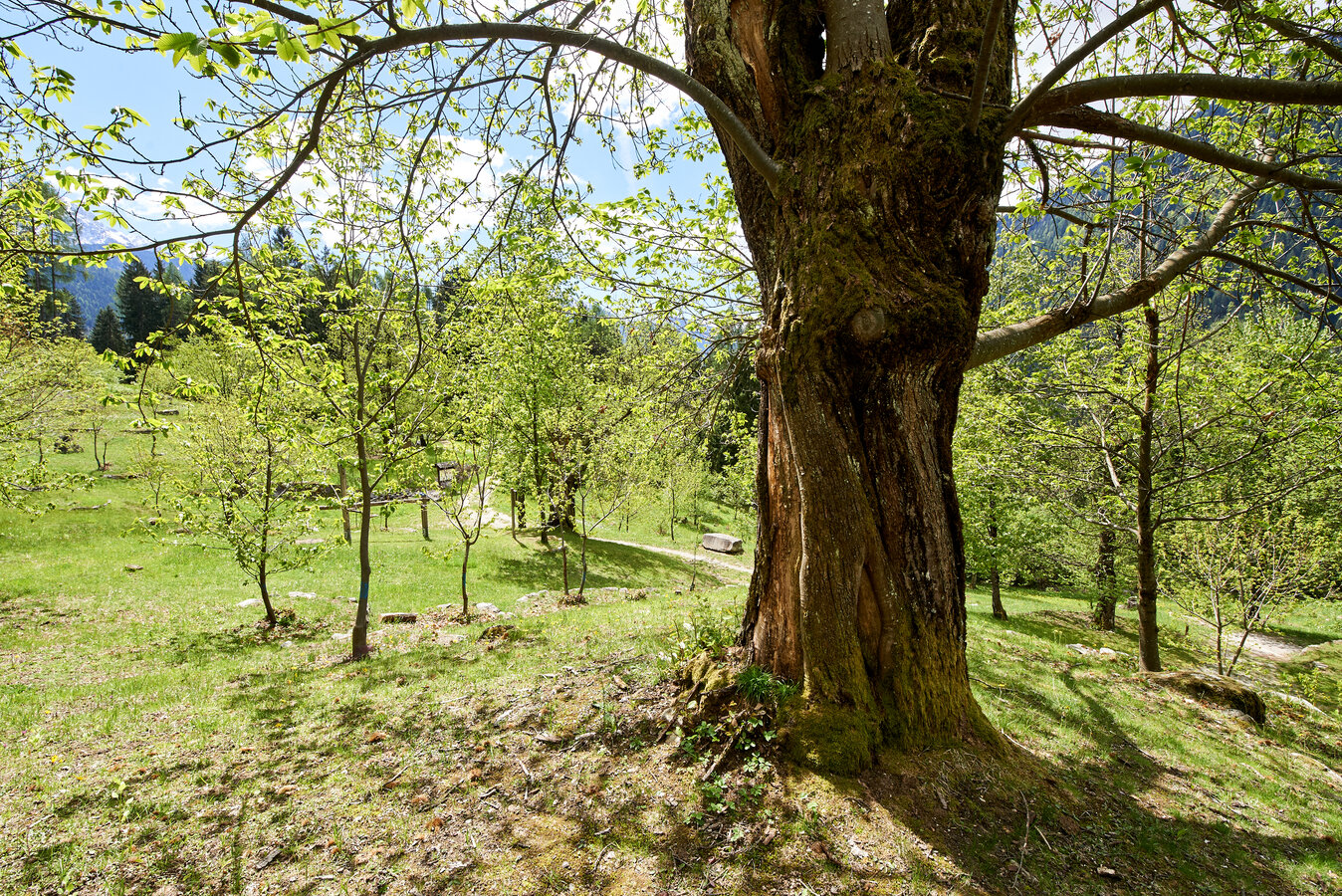Longevity trail: Castagneto