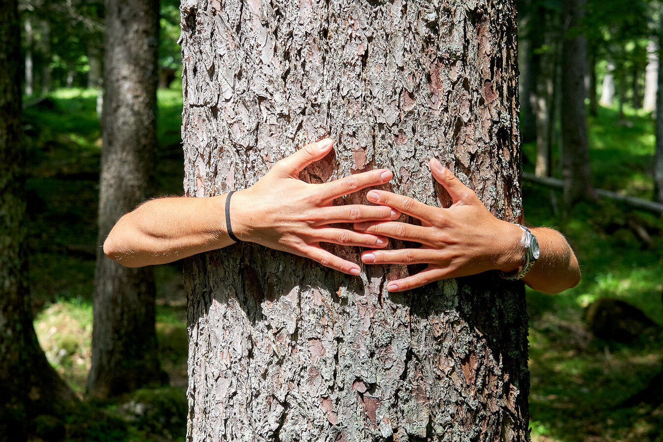 Forest Embraces