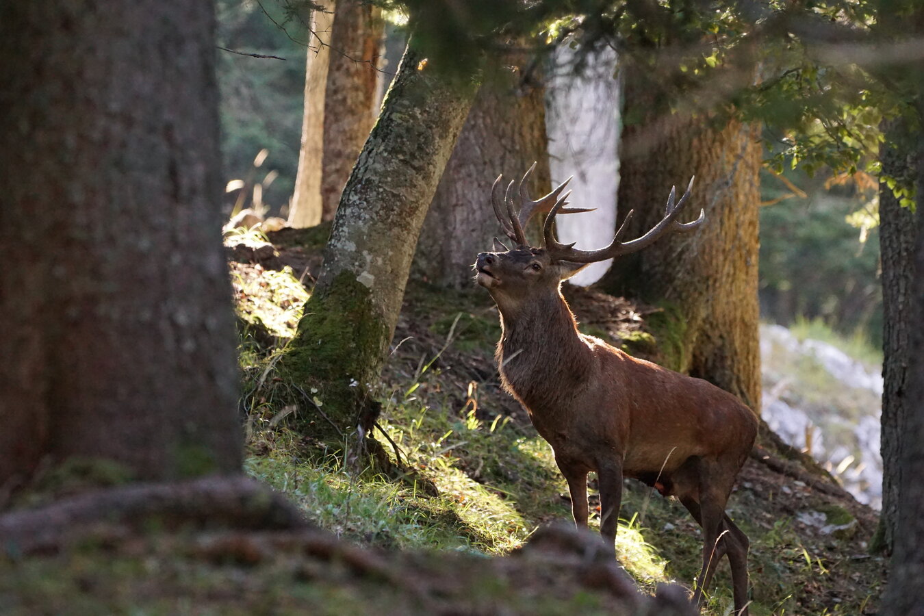 The Roar Of The Deer