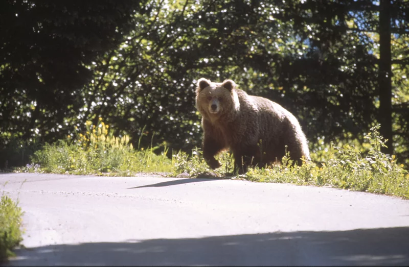Orso2 Gilberto Volcan