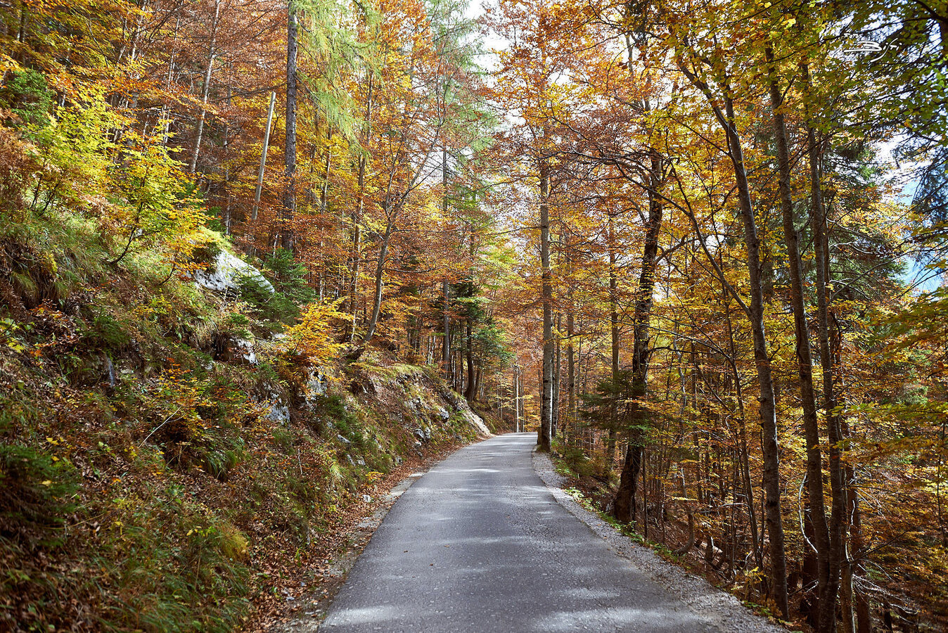 Strada asfaltata che attraversa un bosco autunnale con foglie colorate.