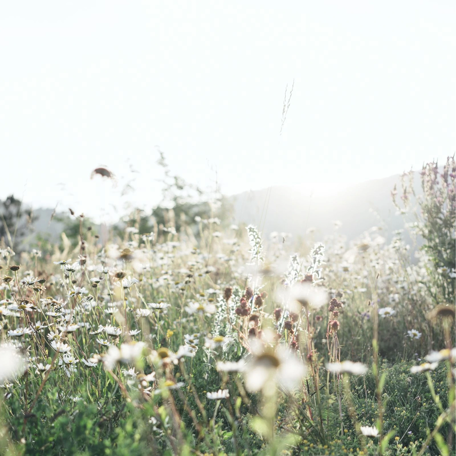 Lefay