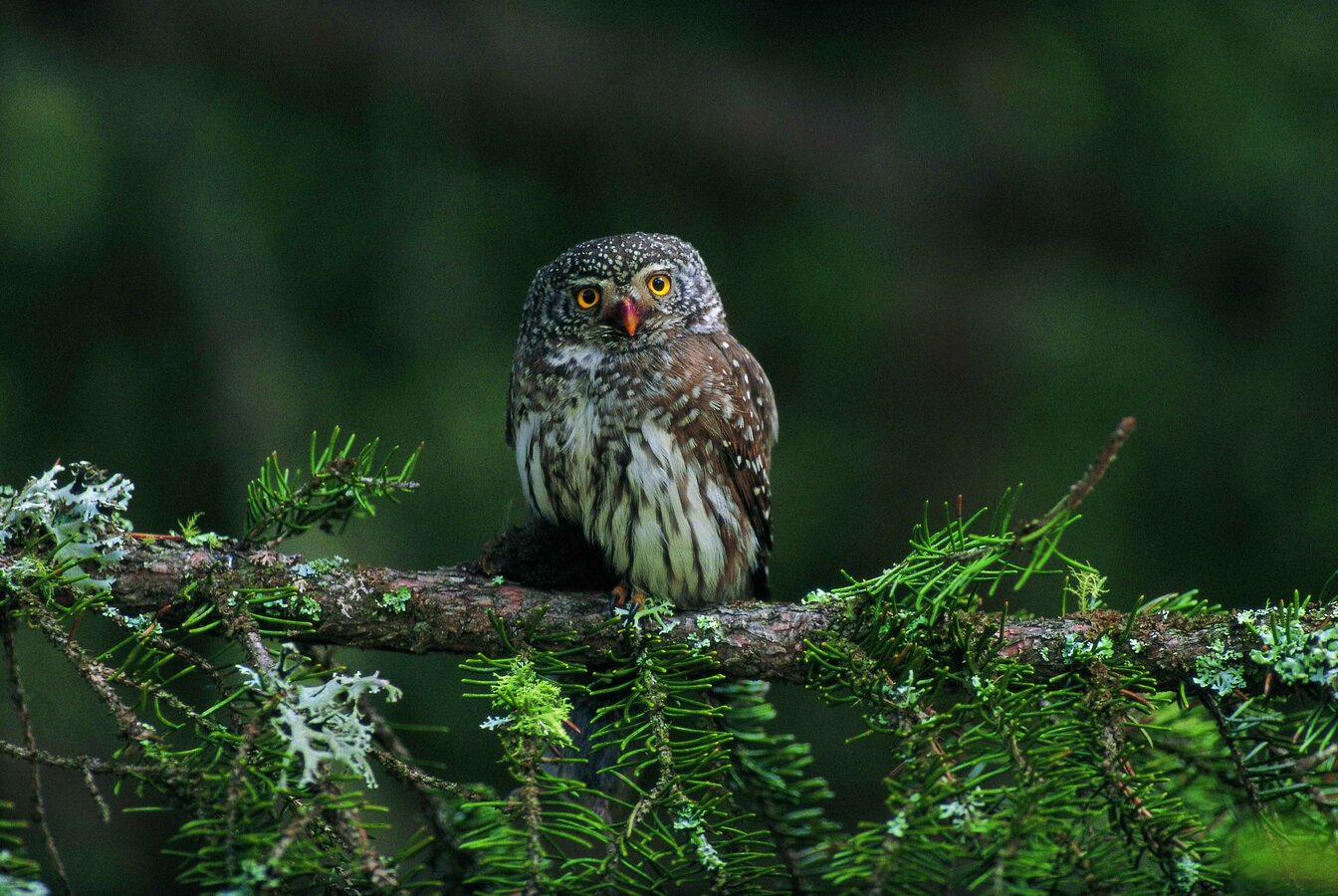 Im Gleichgewicht Mit Der Natur