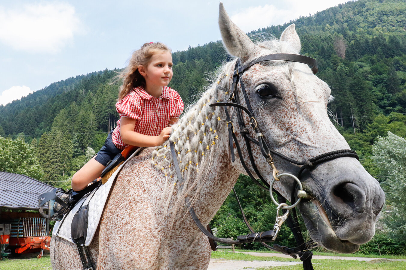 Reiten Und Ausflüge Zu Pferd