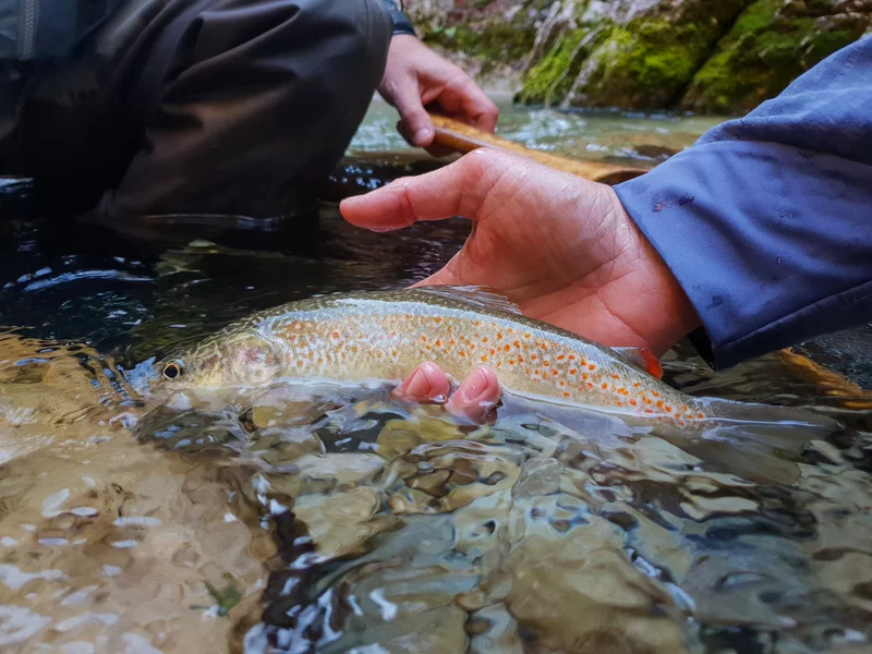 Pesca sportiva