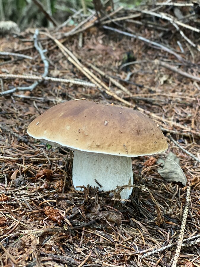 Grande fungo marrone in una foresta illuminata, scena pacifica e drammatica.