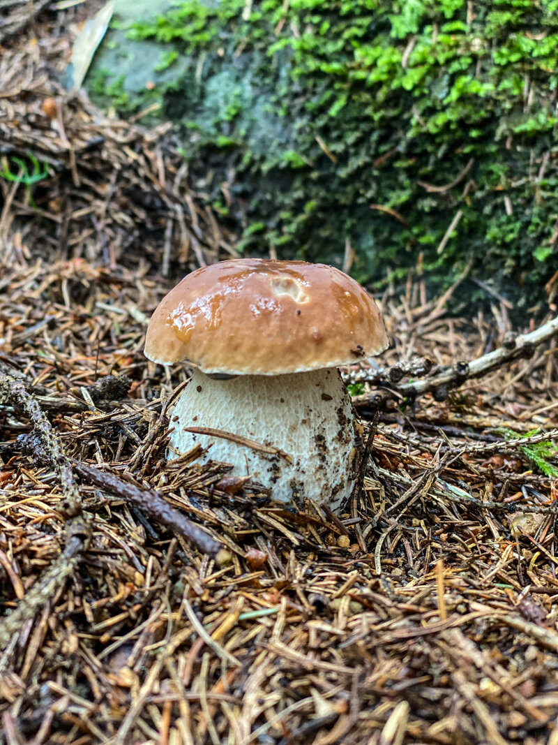 Raccolta Funghi In Zona Campiglio