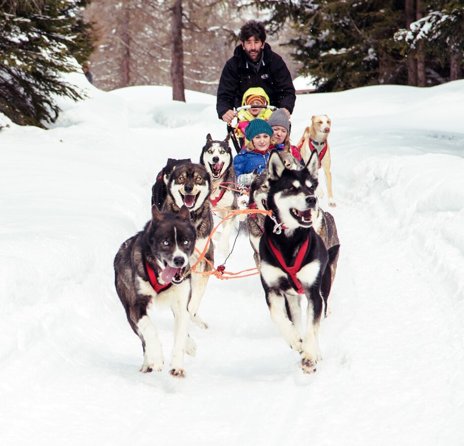 Dog Sledding