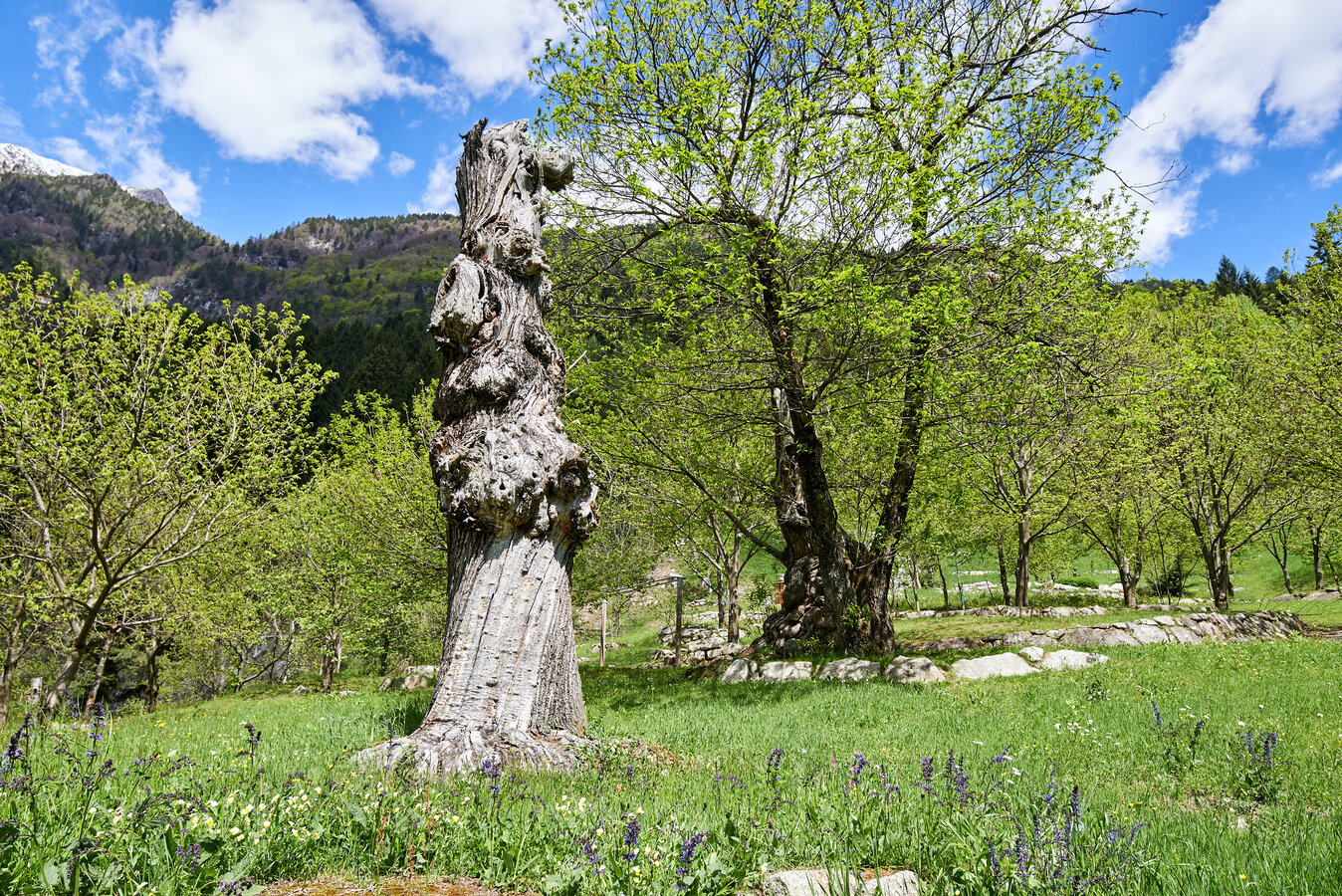 Percorso Di Orienteering A Carisolo