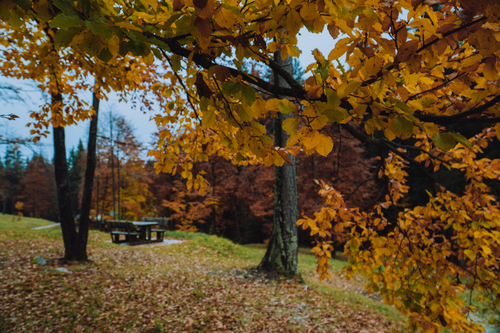 Faggi Autunno