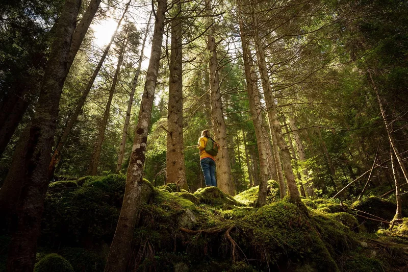 Martedì_Forest Bathing