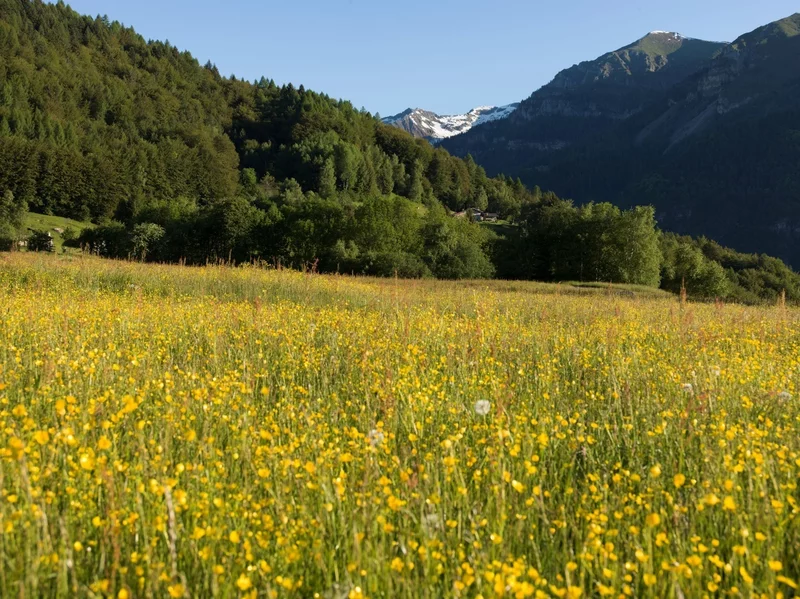 Giro del belvedere: Boniprati - Malga Baite