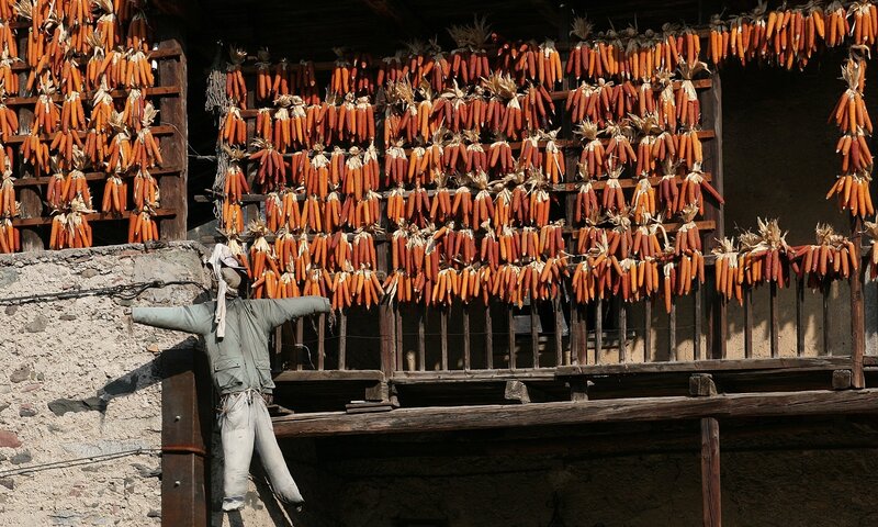 The Chestnut Groves of Darzo (the Borei Road) and the 