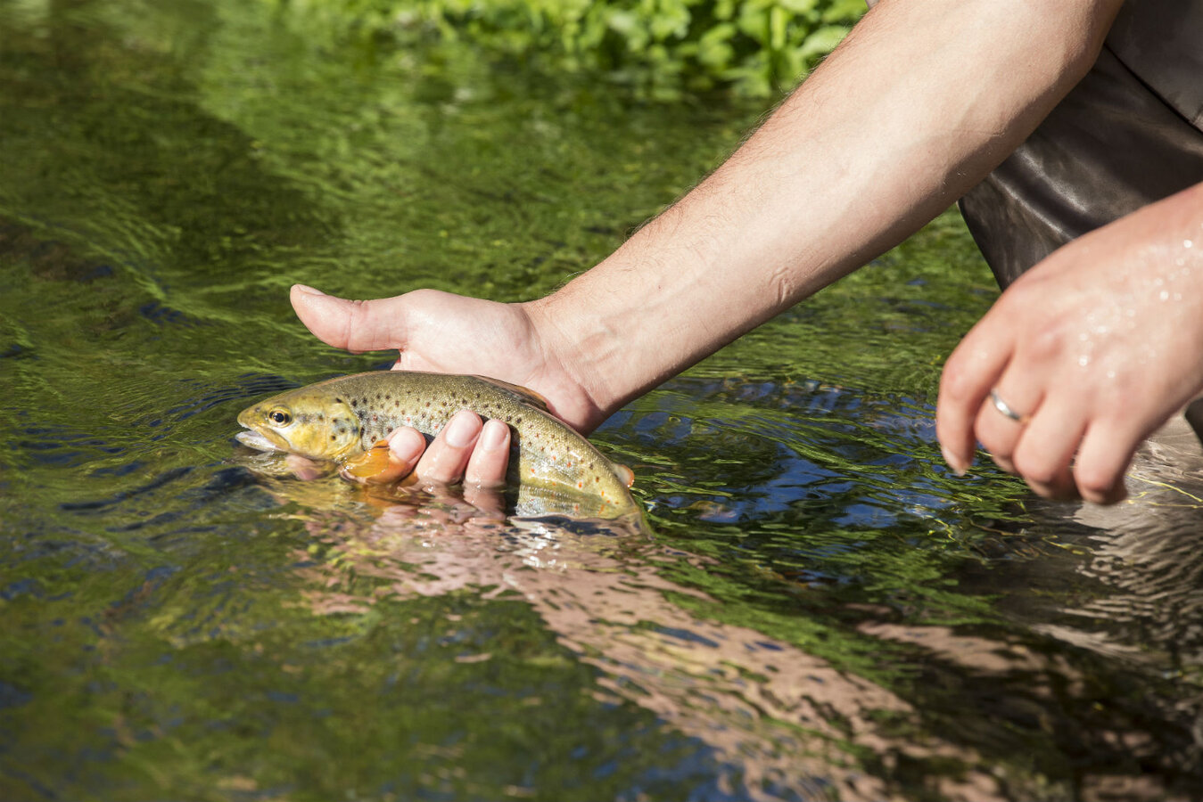 Trout And Char