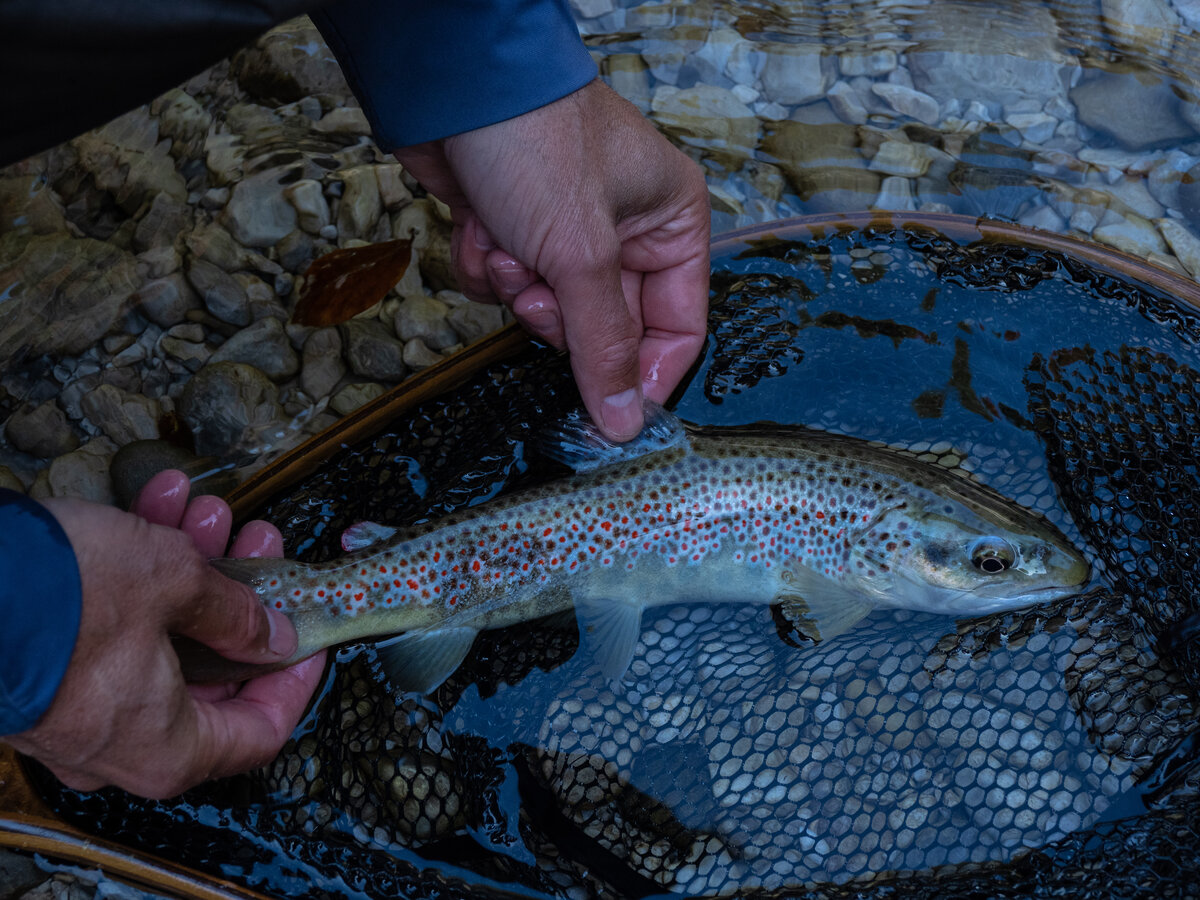 Trout And Char